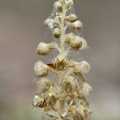 Bird's Nest Orchid (Neottia nidus-avis) Alan Prowse